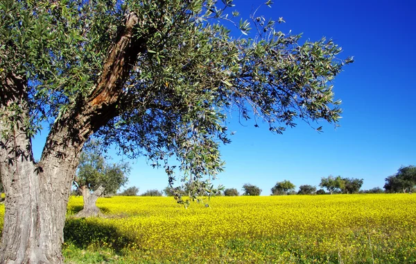 Olijfbomen in geel veld — Stockfoto