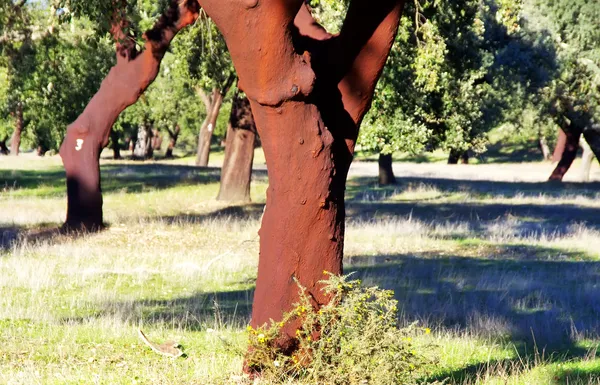Cork tree in Portugal, Alentejo region — Stock Photo, Image