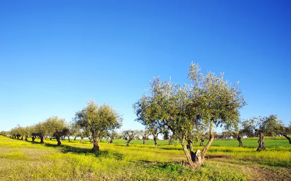 Yellow field and olive tree — Stock Photo, Image