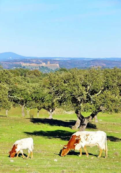 Vaca e vitelo em campo — Fotografia de Stock