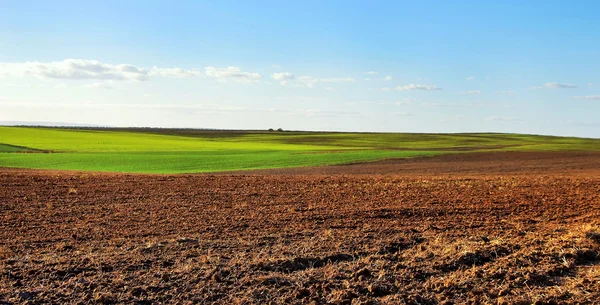 Omgeploegde veld onder bewolkte hemel, bij zonsondergang — Stockfoto