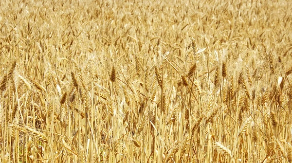 Ripe spikes of wheat background — Stock Photo, Image