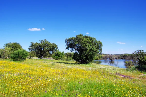 Champ au printemps, près du lac Alqueva, Portugal . — Photo