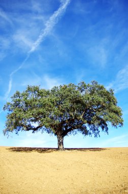 meşe ağacı, alentejo bölgesi, Portekiz