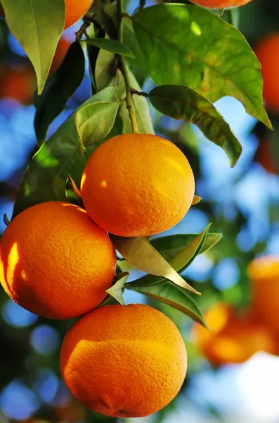 Laranjas maduras penduradas na árvore — Fotografia de Stock