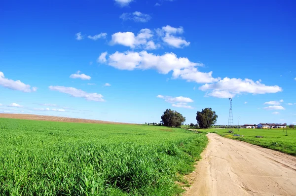 Landweg in tarweveld en boerderij — Stockfoto