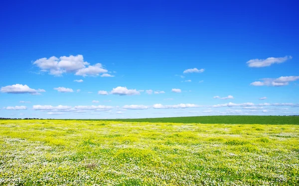 Blumen auf Feld in Portugal — Stockfoto