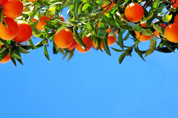 Ripe oranges on sky — Stock Photo, Image