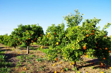Güney Portekiz portakal bahçesinde