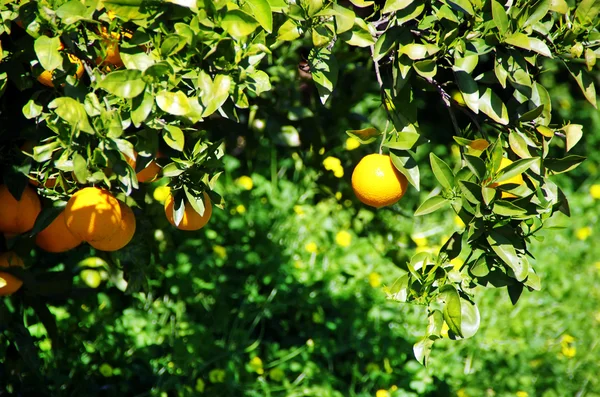 Τα πορτοκάλια που κρέμονται στο υποκατάστημα — Φωτογραφία Αρχείου