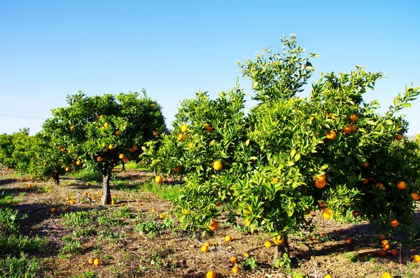 Orange orchard in south of Portugal — Stock Photo, Image