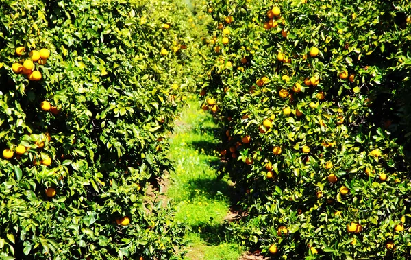 Ramas con los frutos de los naranjos — Foto de Stock