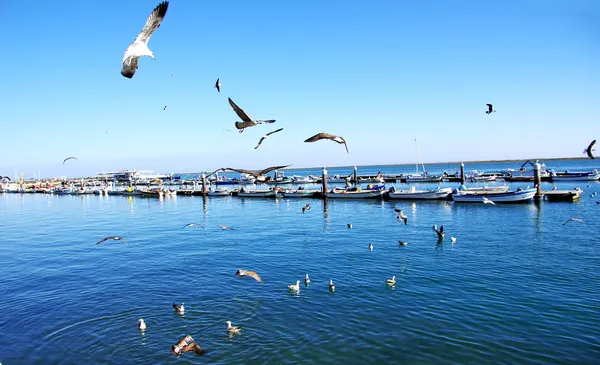 Seagulls flying in the sky over the harbor of Olhao — Stock Photo, Image