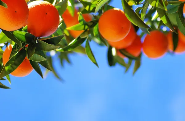 Ώριμα πορτοκάλια στο γαλάζιο του ουρανού — Φωτογραφία Αρχείου