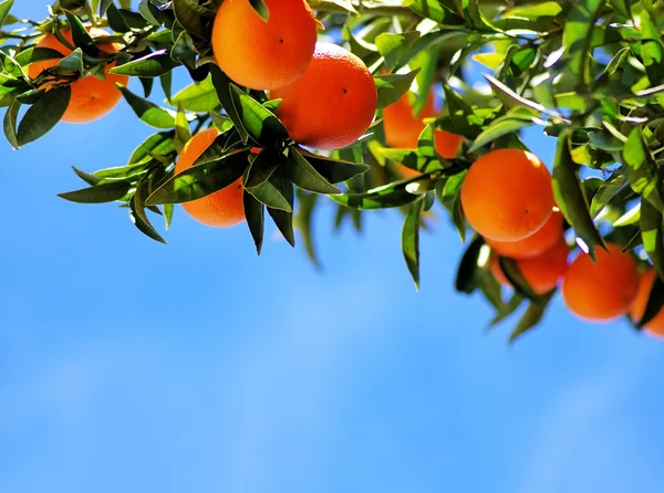 Спелые апельсины на голубом небе — стоковое фото