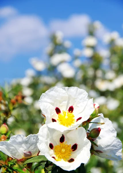 Gum rockrose - Cistus ladanifer — Stock Photo, Image