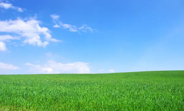 Campo verde y cielo azul —  Fotos de Stock