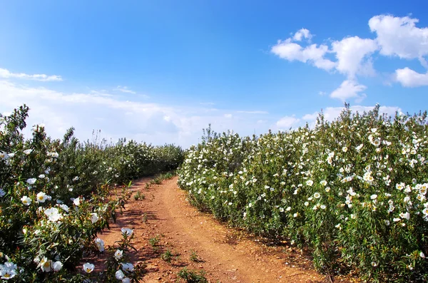 Gum rockrose en los campos de Alentejo, Portugal —  Fotos de Stock