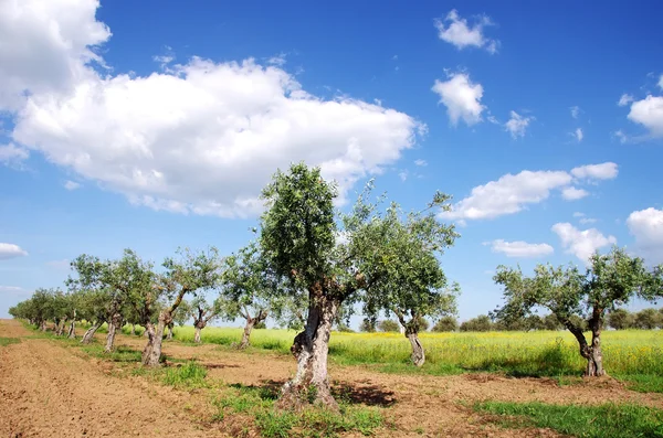 Olivovníky v poli v Portugalsku — Stock fotografie