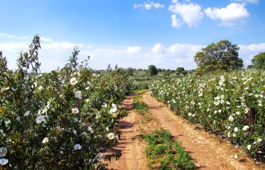 Gum rockrose  in the  fields of Alentejo, Portugal  clipart