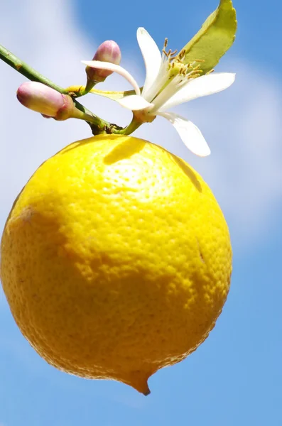 Limón en una rama, aislado en el cielo azul —  Fotos de Stock