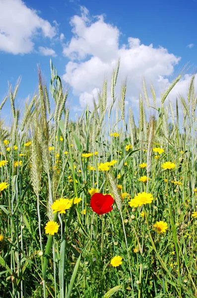 Spikes of wheat and flowers — Stock Photo, Image