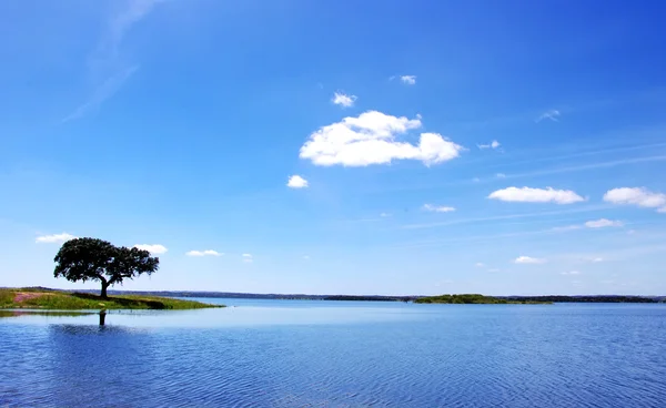 Oak tree in Alqueva Lake, Portugal. — Stock Photo, Image