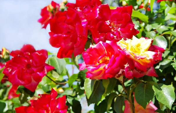 Pink and yellow roses — Stock Photo, Image