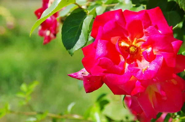 Pink Rose Blooming in green background — Stock Photo, Image