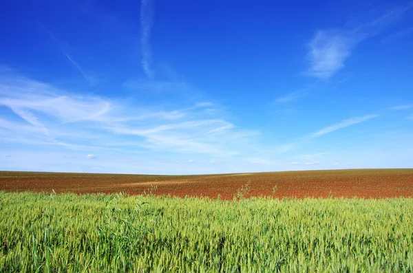 Konsistens av gröna och odlingsbara område, under den ljusa himlen. — Stockfoto