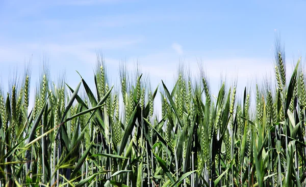 Gröna våren korn i himmel bakgrund — Stockfoto