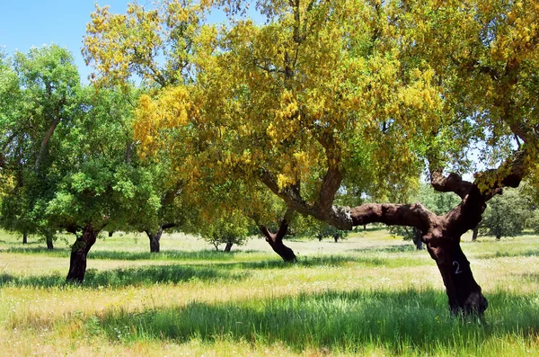 Cork oaks tree on field at Portugal — Stock Photo, Image