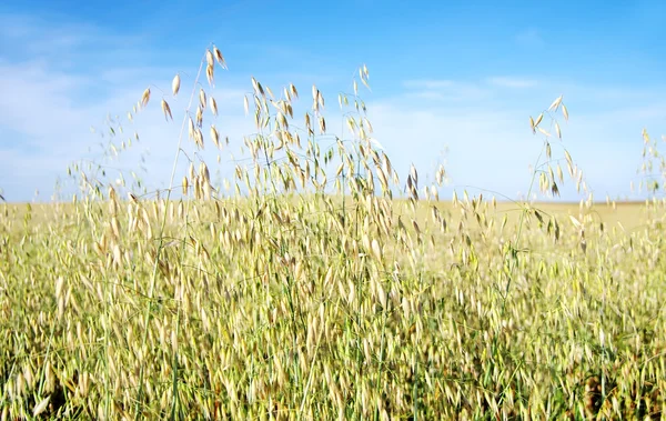 Weizenähren und blauer Himmel — Stockfoto