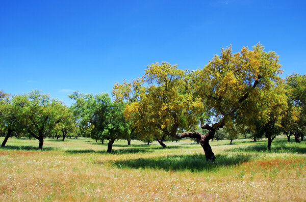 пробка дуба на поле в Португалии
