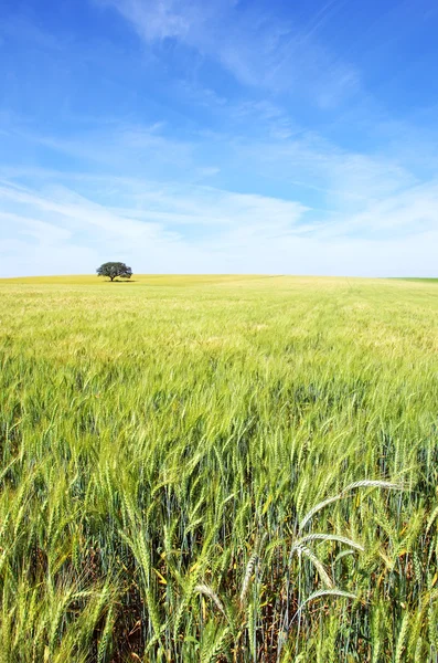 Oak tree in a wheat field at Portugal. — Stock Photo, Image
