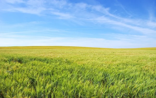 Campo de trigo abaixo de um céu azul — Fotografia de Stock