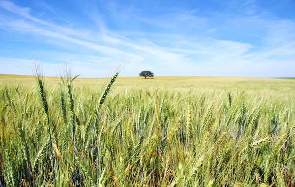 Pieken van tarweveld bij portugal. — Stockfoto