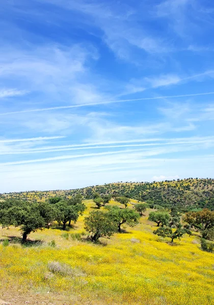 Chênes dans la forêt méditerranéenne au Portugal . — Photo