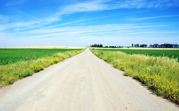 Paisagem rural com estrada de terra no campo de trigo — Fotografia de Stock