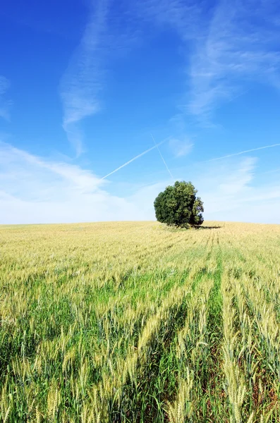 Field of wheat at Portugal — Stock Photo, Image