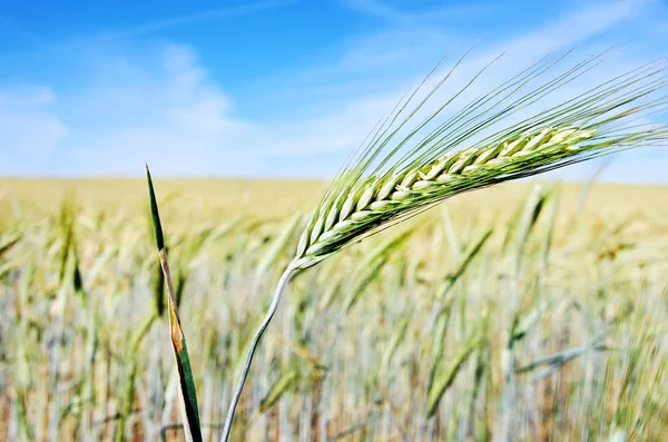 Spike of wheat on field — Stock Photo, Image