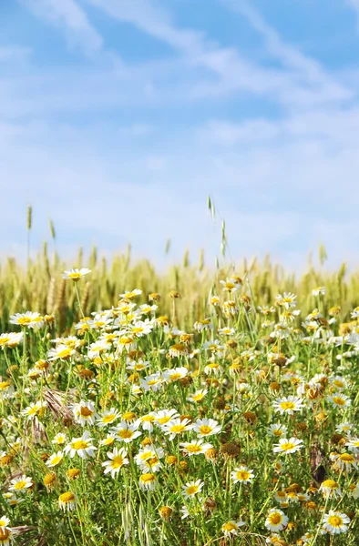 Wild chamomile flowers and wheat field — Stock Photo, Image