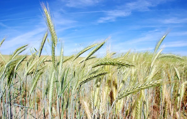 Close-up com espigas de trigo contra o céu azul — Fotografia de Stock