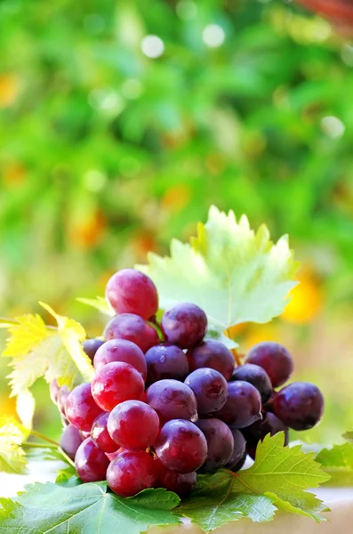 Ripe grapes with green leaves — Stock Photo, Image