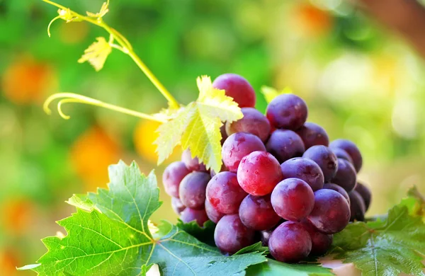 Спелый виноград с зелеными листьями — стоковое фото