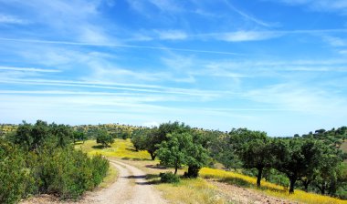  meşe ağaçları orman, Portekiz. 