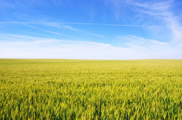 Campo de trigo bajo un cielo azul — Foto de Stock