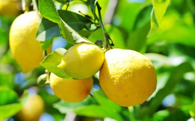  Ağaçta asılı olgun limonlar 