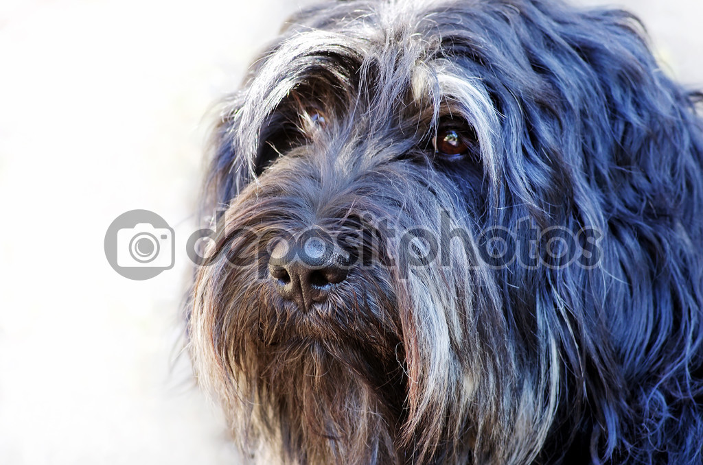 Face of portuguese sheepdog — Stock Photo © inaquim #48036187