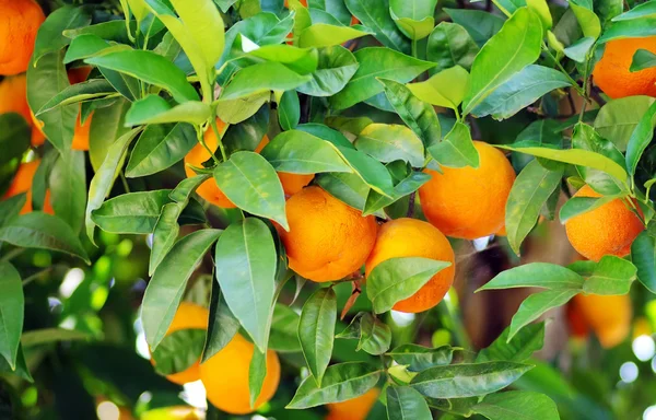 RPE apelsiner på anläggningen, orange träd — Stockfoto